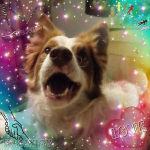 Meet your Posher, Morgan